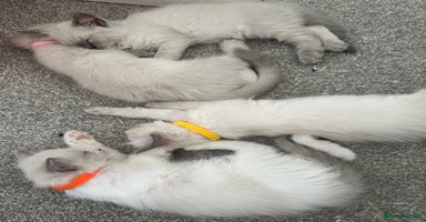 Ragdoll cats - Advert 10