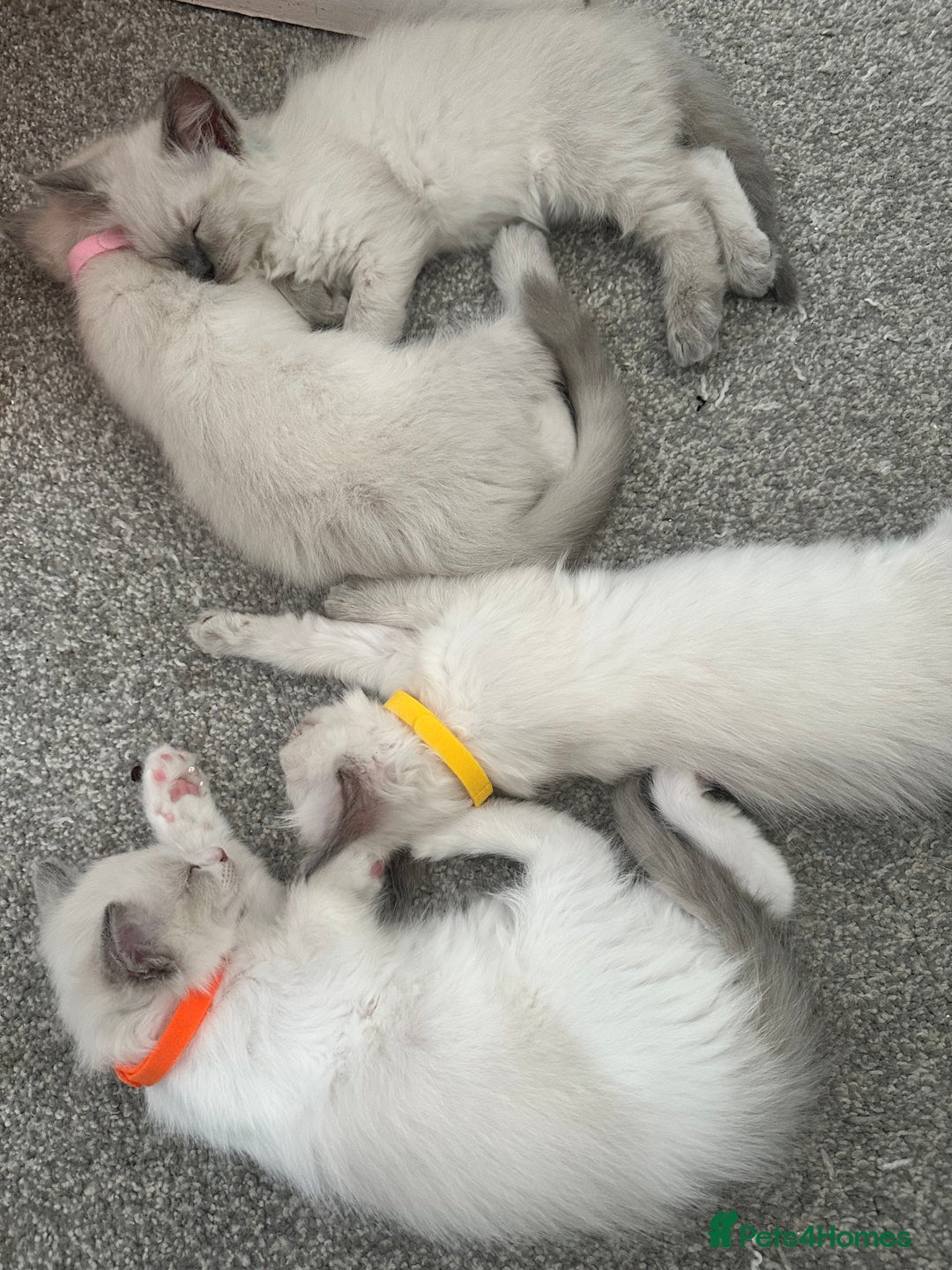 Ragdoll cats for sale: 🐾🌟Beautiful Ragdoll Kittens For Sale🌟 🐾  - Image 2
