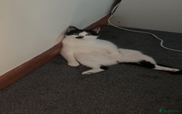 Domestic Shorthair cats for sale: Male Cat - Image 3