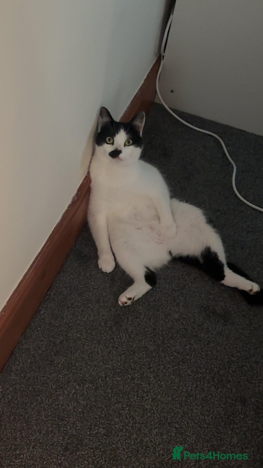 Domestic Shorthair cats for sale: Male Cat - Image 3