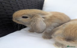 Mini Lop rabbits for sale: ❤️ Cute baby Mini Lop baby rabbits boys girls! ❤️ - Image 4