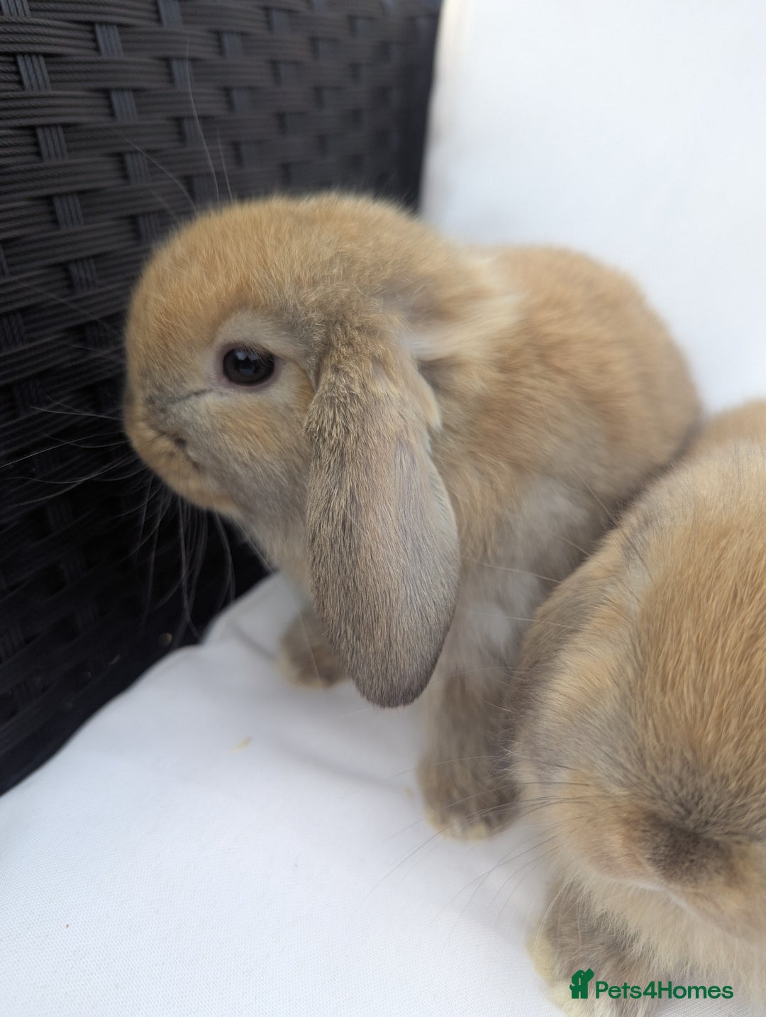 Mini Lop rabbits for sale: ❤️ Cute baby Mini Lop baby rabbits boys girls! ❤️ - Image 4