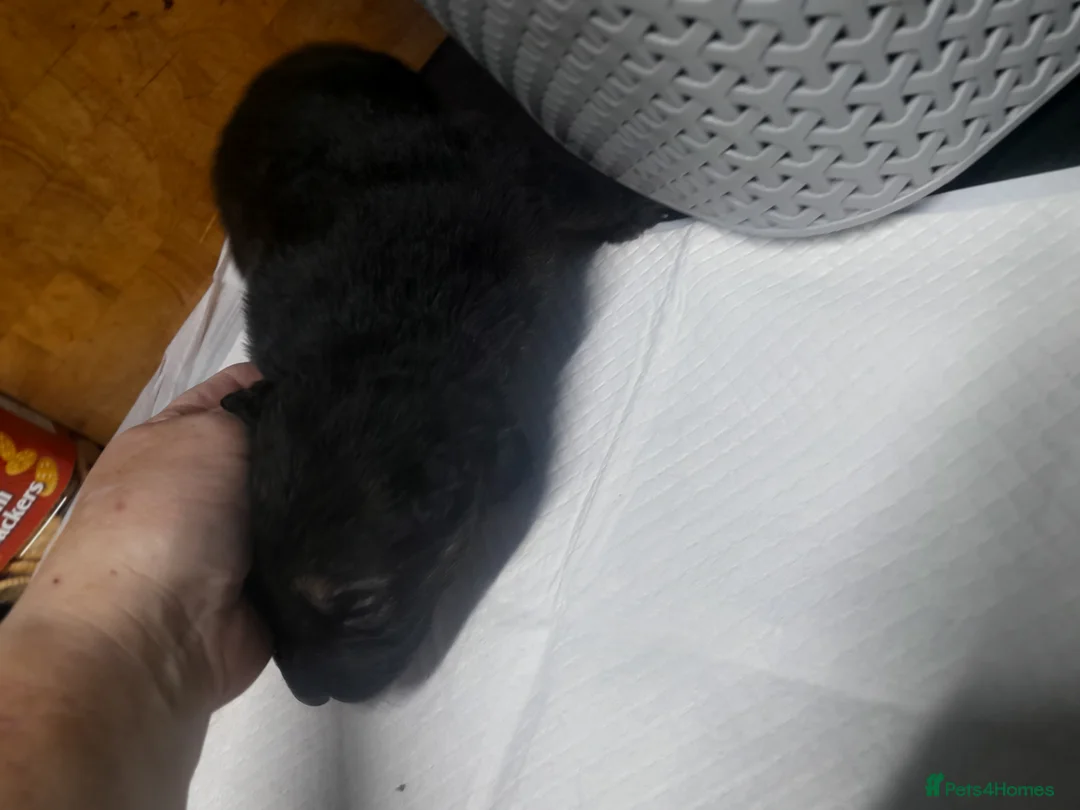 German Shepherd dogs for sale: Stunning German shepherd puppies - Advert 28