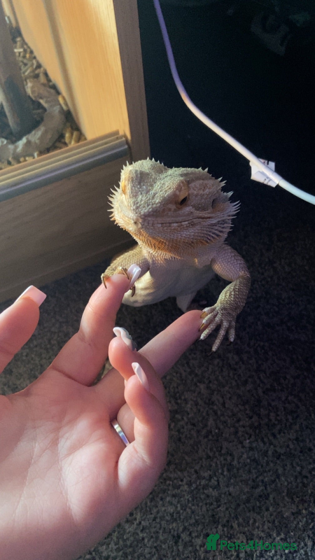 Bearded Dragon reptiles Pickle the bearded dragon - Advert 1
