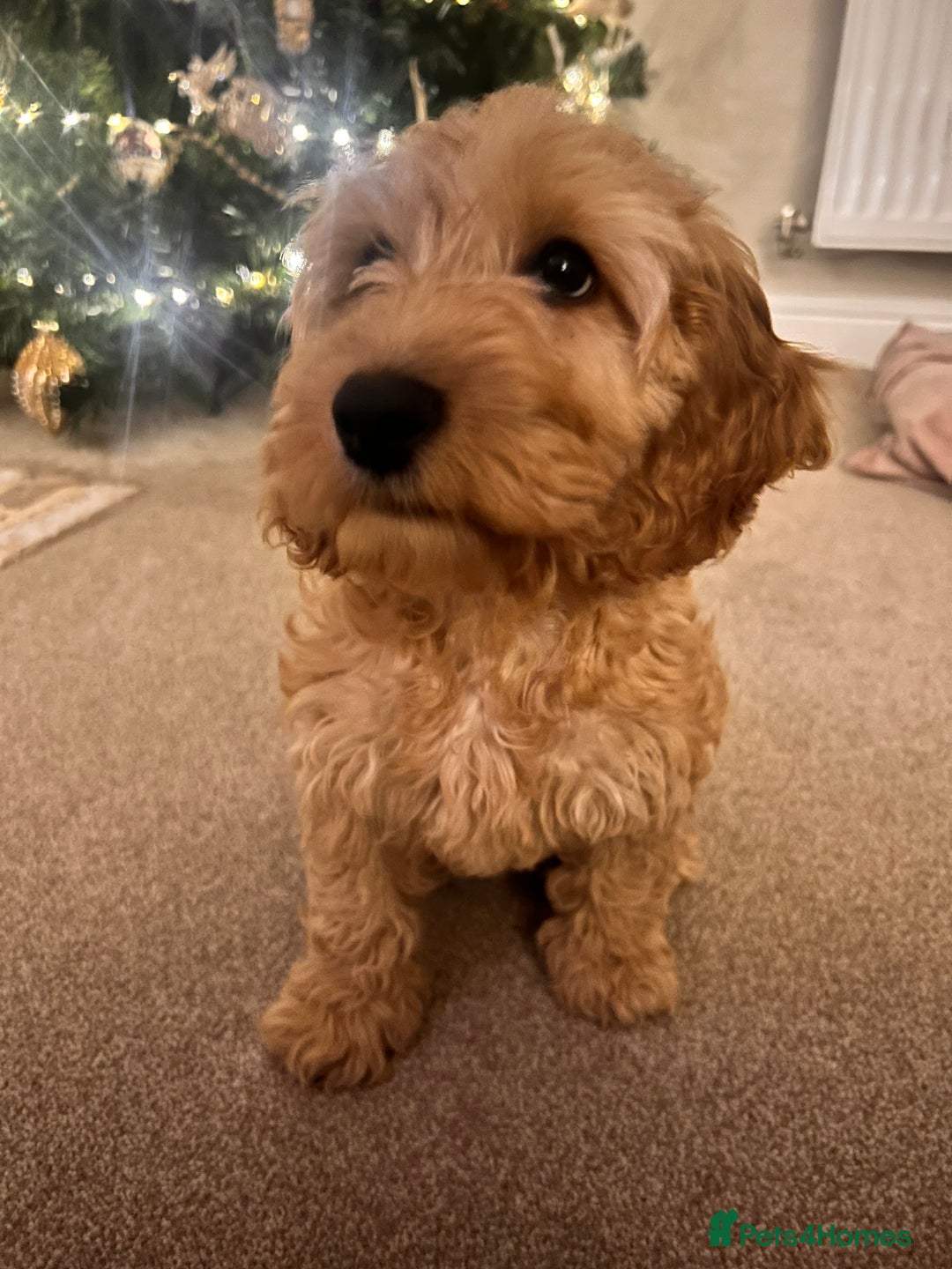 Cavapoo dogs for sale: Female Cavapoo - Advert 2