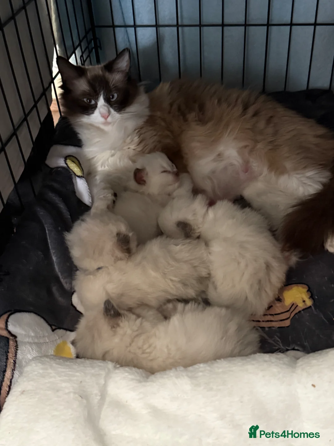 Ragdoll cats for sale: 4 Beautiful blue eyed Ragdolls  - Advert 2