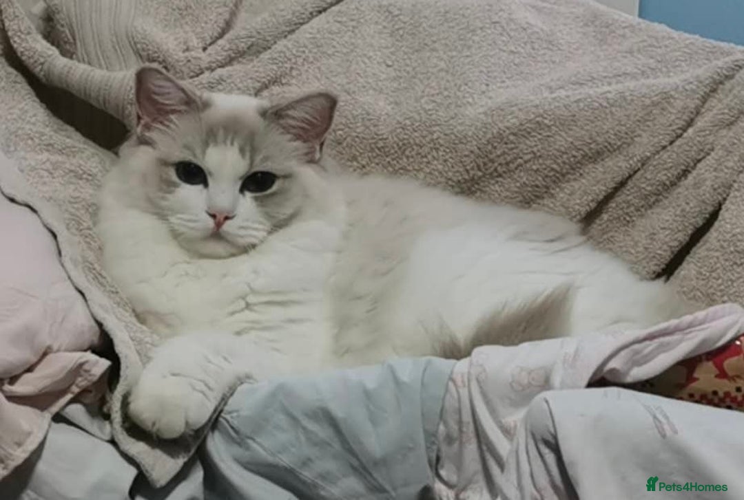 Ragdoll cats for sale: Pure Ragdoll kittens, ready 20th December - Advert 7