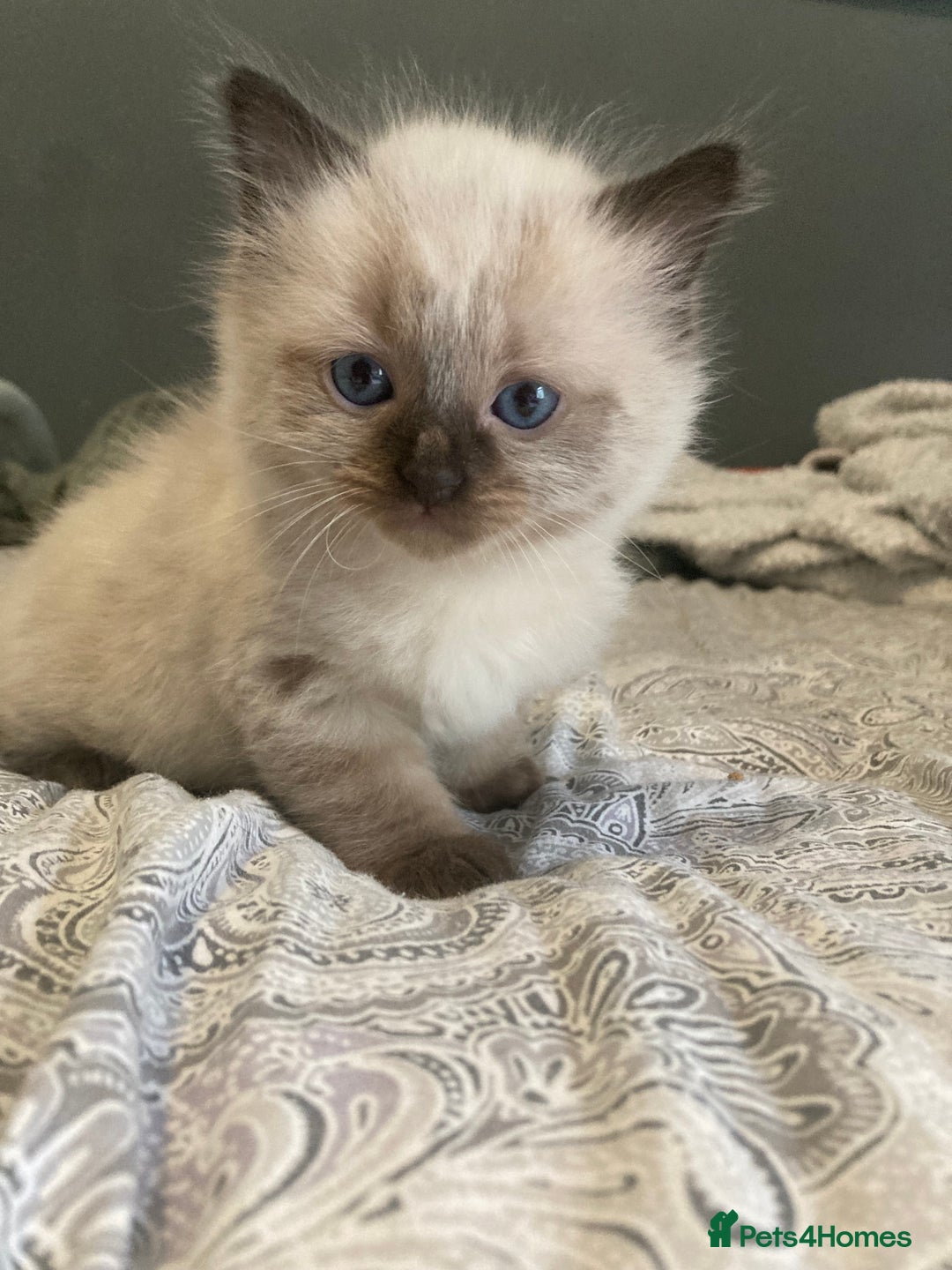 Ragdoll cats for sale: Beautiful Ragdoll kittens  - Image 16