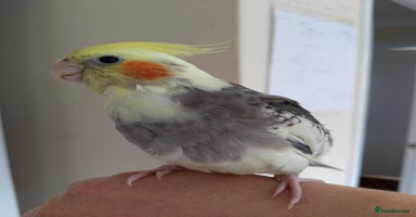 Cockatiels birds - Advert 16