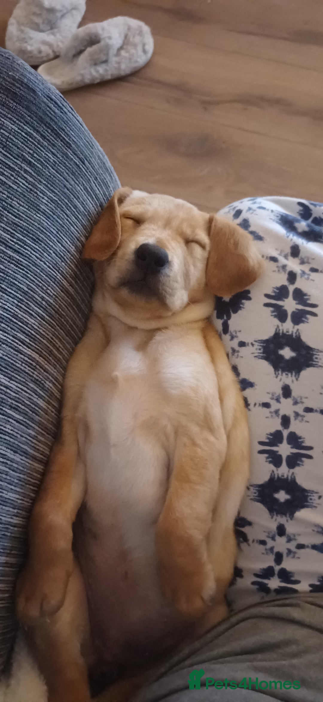 Labrador Retriever dogs for sale: 3 Puppies Available 🐶🐶🐶  - Image 6