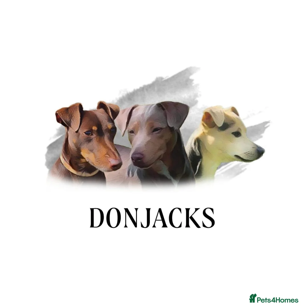 Jack Russell dogs for stud: DONJACKS RANGER - imported lilac & tan stud dog in Doncaster - Advert 9