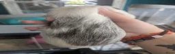 Guinea Pig rodents for sale: My last pig needs a forever home! - Advert 3
