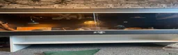 Bearded Dragon reptiles for sale: Bearded dragon in Horsham - Advert 3