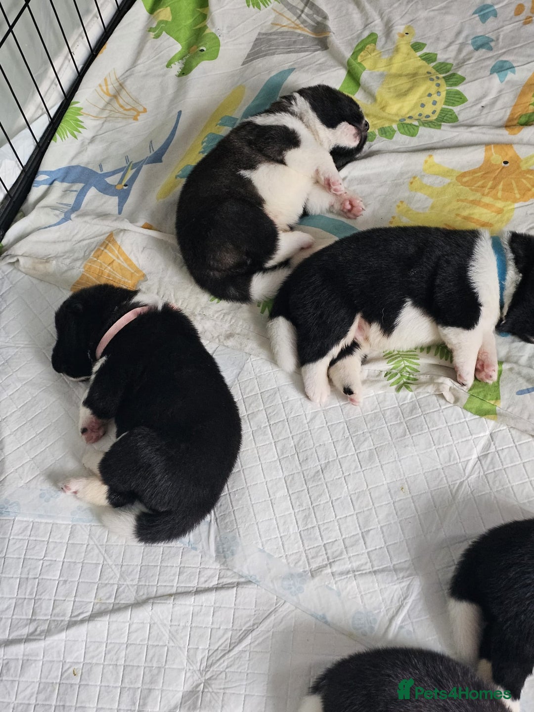 Akita dogs for sale: 🐾 American Akita Puppies for Forever Homes 🐾 - Image 24