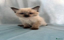 Ragdoll cats for sale: Sapphire's Ragdolls - Image 36