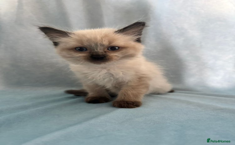 Ragdoll cats - Advert 2