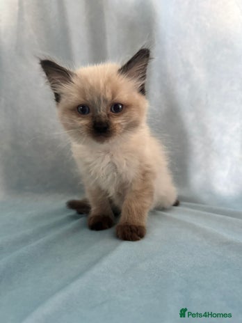 Ragdoll cats - Advert 2