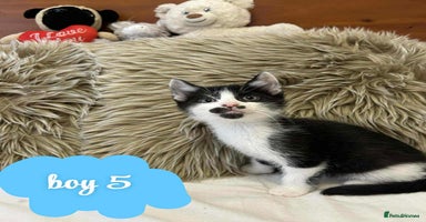 Mixed Breed cats ❤️Kittens for Sale❤️  - Advert 13