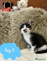 Mixed Breed cats ❤️Kittens for Sale❤️ - Advert 13