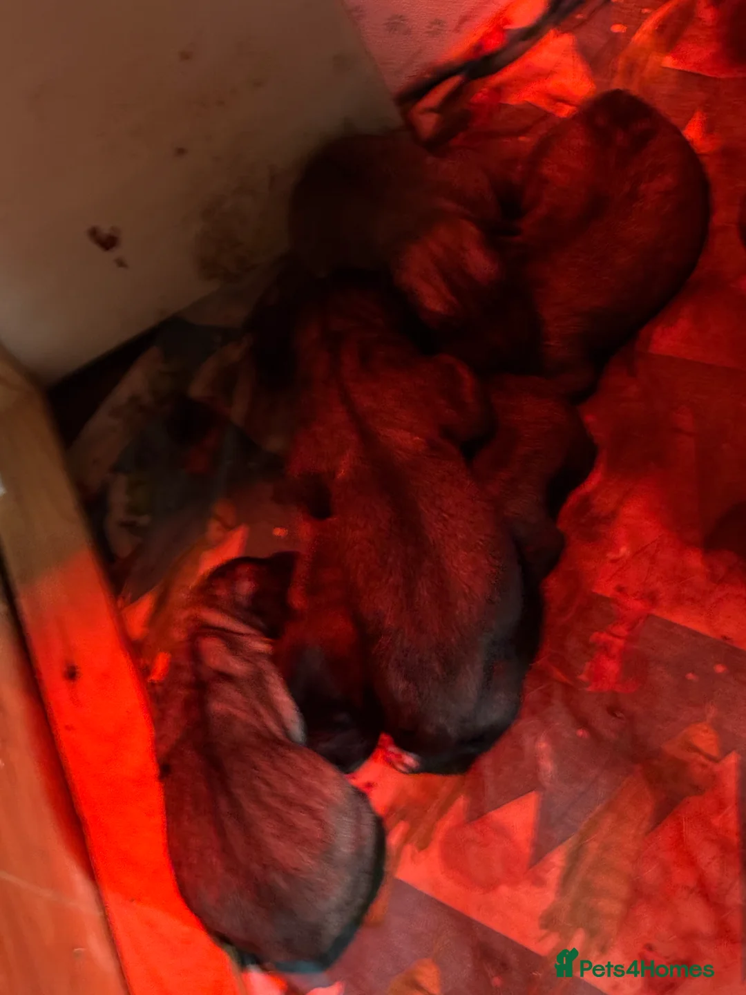 Anatolian Shepherd dogs for sale: Beautiful litter 5 girls left  - Advert 7