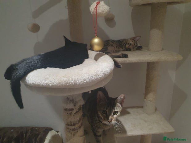 Bengal cats - Advert 2