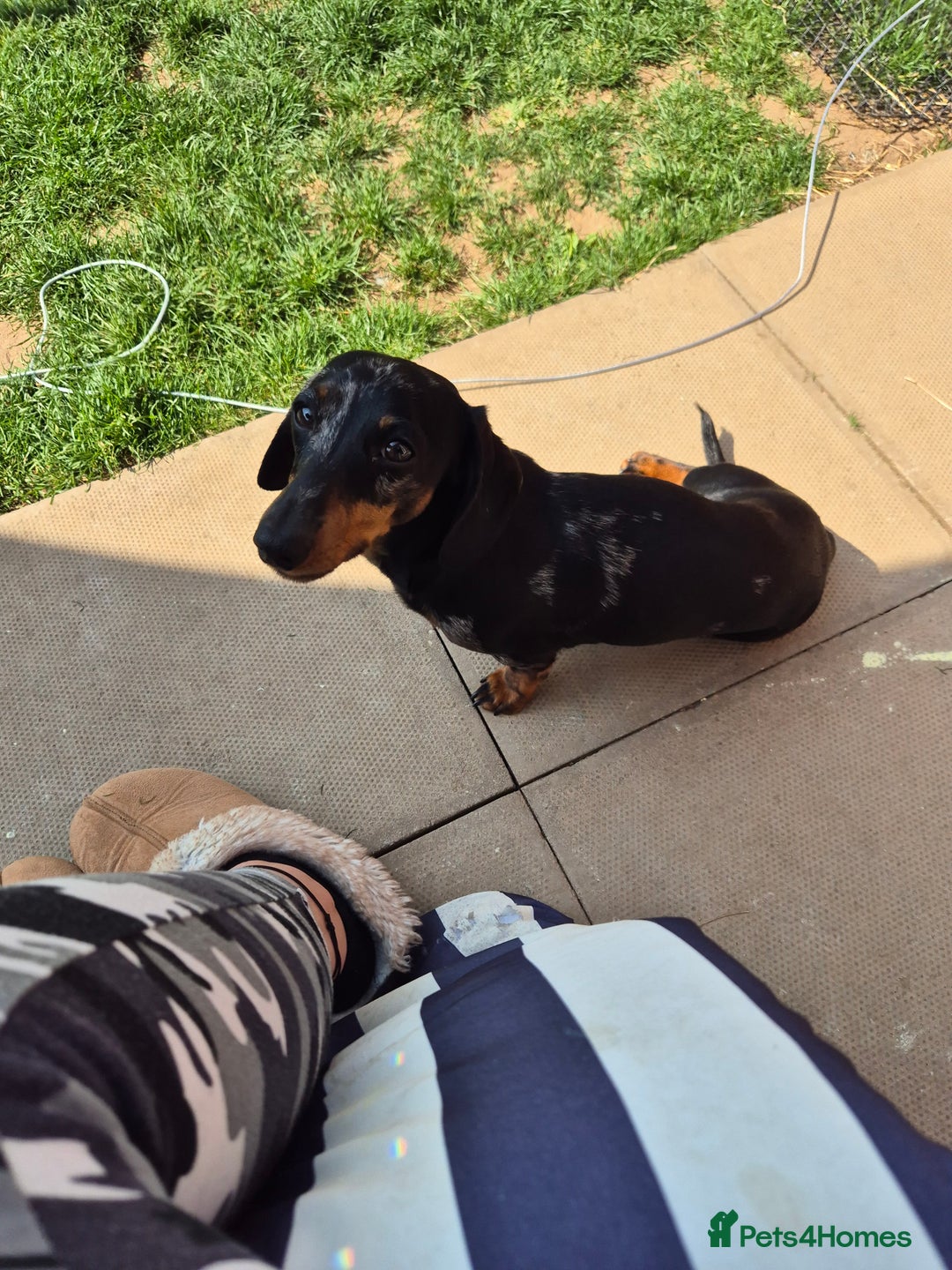 Miniature Dachshund dogs for sale: Mini daschund  - Image 3