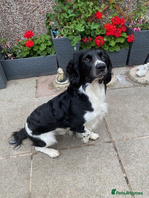 English Springer Spaniel dogs Stunning KC Stud, Proven, Health and DNA Tested. in Wigan - Advert 2