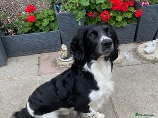 English Springer Spaniel dogs Stunning KC Stud, Proven, Health and DNA Tested. in Wigan - Advert 13