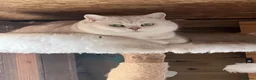 British Shorthair cats for sale: Rare chocolate spotty kittens - Advert 24