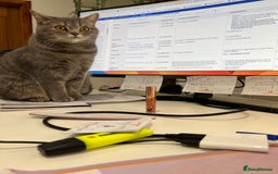 Scottish Fold cats for sale: Scottish fold beautiful girl - Image 6