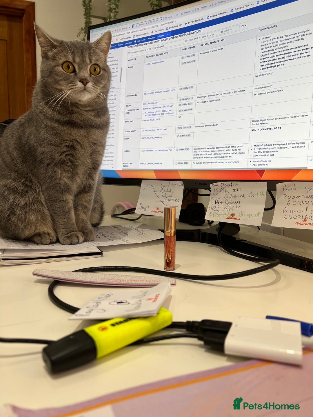 Scottish Fold cats for sale: Scottish fold beautiful girl - Image 6