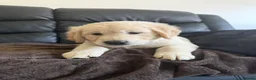 Golden Retriever dogs for sale: KC Registered Golden Retriever puppies.  - Advert 6
