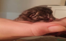 Ragdoll cats for sale: CINNAMON KITTENS FOR SALE  - Image 15