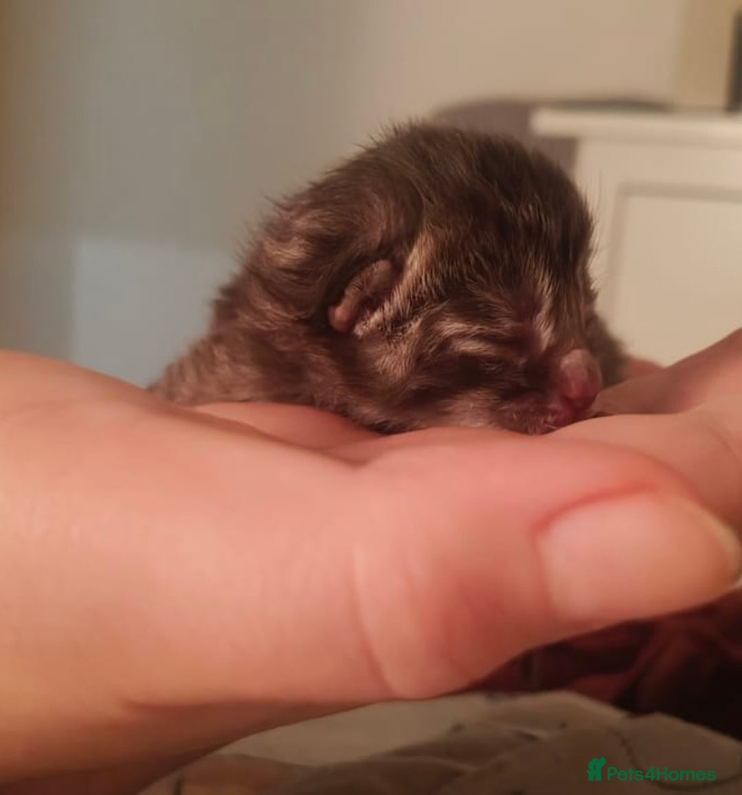 Ragdoll cats for sale: CINNAMON KITTENS FOR SALE  - Image 15