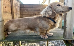 Dachshund dogs for stud: 🤍PROVEN MINIATURE KC CREAM LONG HAIRED DACHSHUND  in Llansantffraid - Image 6