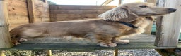 Dachshund dogs for stud: 🤍PROVEN MINIATURE KC CREAM LONG HAIRED DACHSHUND  in Llansantffraid - Advert 6