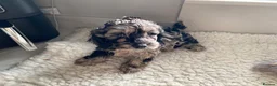 Poodle dogs for stud: Miniature rare chocolate merle health tested stud in Maesteg - Advert 5
