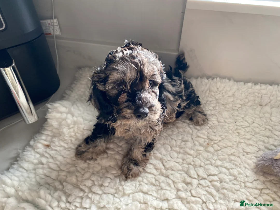 Poodle dogs for stud: Miniature rare chocolate merle health tested stud in Maesteg - Advert 5