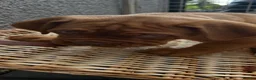 Dogue De Bordeaux dogs for sale: Bordeaux Babies - Advert 9