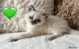 Ragdoll cats for sale: Stars 5 ⭐ Pure Ragdoll 💛 Lots of love 💛 - Image 2