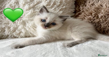 Ragdoll cats - Advert 6