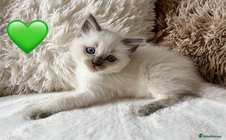 Ragdoll cats - Advert 2