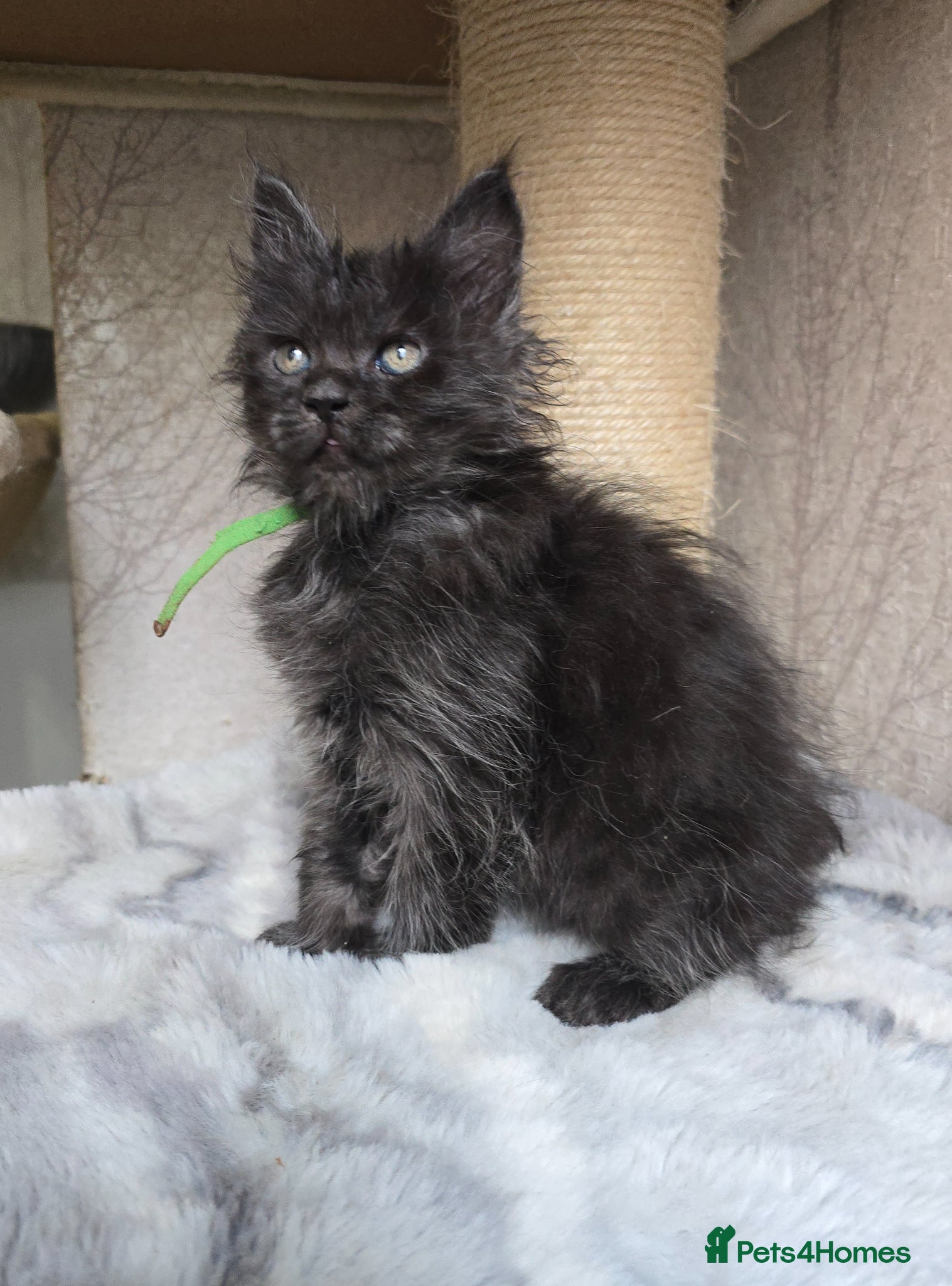 Maine Coon cats Sweetest Hand Reared Black Smoke Maine Coon Kitten - Advert 5
