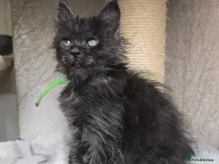 Maine Coon cats Sweetest Hand Reared Black Smoke Maine Coon Kitten - Advert 5