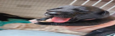Mixed Breed 3
