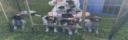 German Wirehaired Pointer dogs for sale: German Wirehaired Pointer Pups -From working Lines in Doune - Advert 4