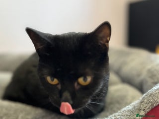 Mixed Breed cats 8 month old rescue looking for her own home - Advert 1