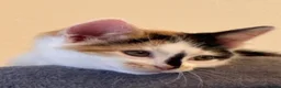 Mixed Breed cats for adoption: Adorable All Girl Kittens in Rainham - Advert 8