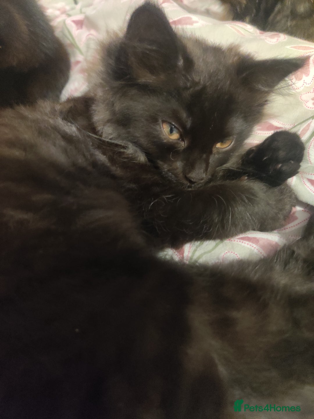 British Shorthair cats for sale: Black and tortie kittens ( mother for sale too) - Advert 8