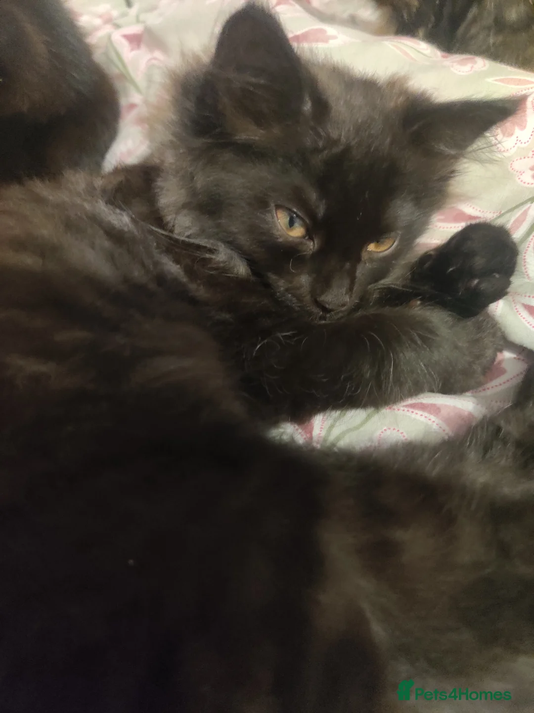 British Shorthair cats for sale: Black and tortie kittens ( mother for sale too) - Advert 8